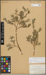 Foto von Salix repens subsp. incubacea (L.) A. Neumann